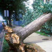 Choosing the Right Homeowner's Insurance Policy